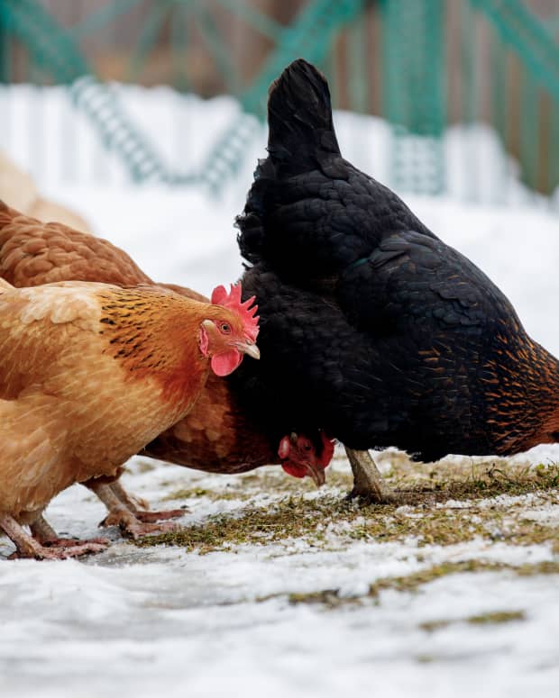 Farmer Has Great Hack for Keeping Backyard Chickens Warm Through Winter