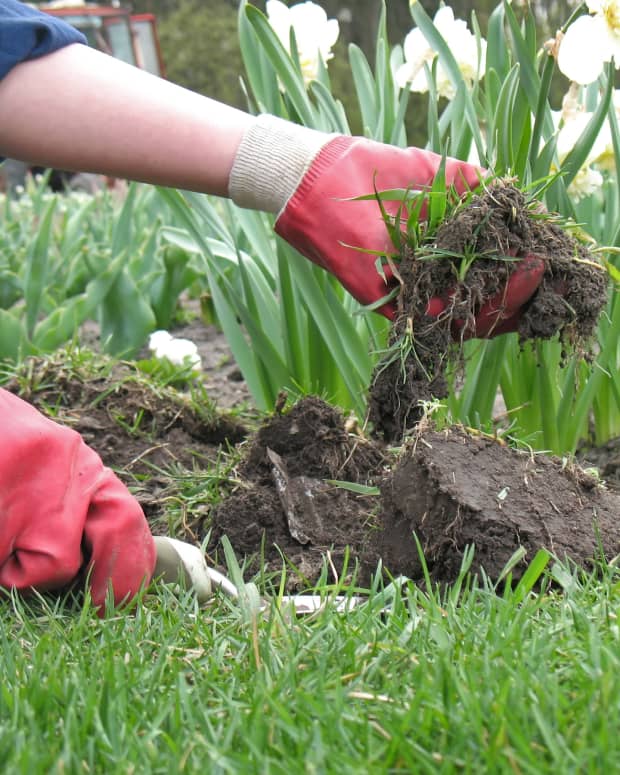 digging up plants