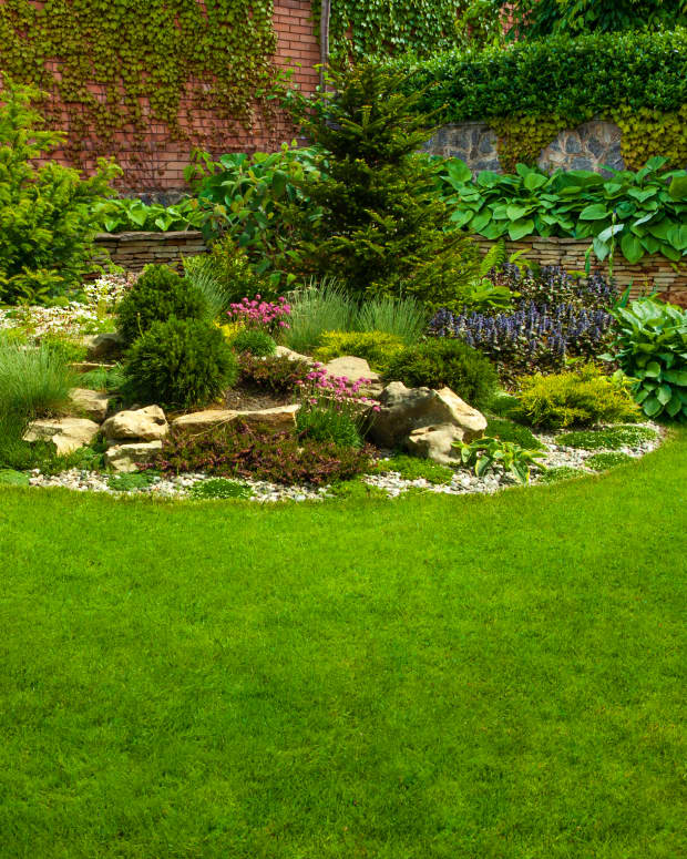 Apparently Dawn Dish Soap Can Save Your Lawn Dengarden News