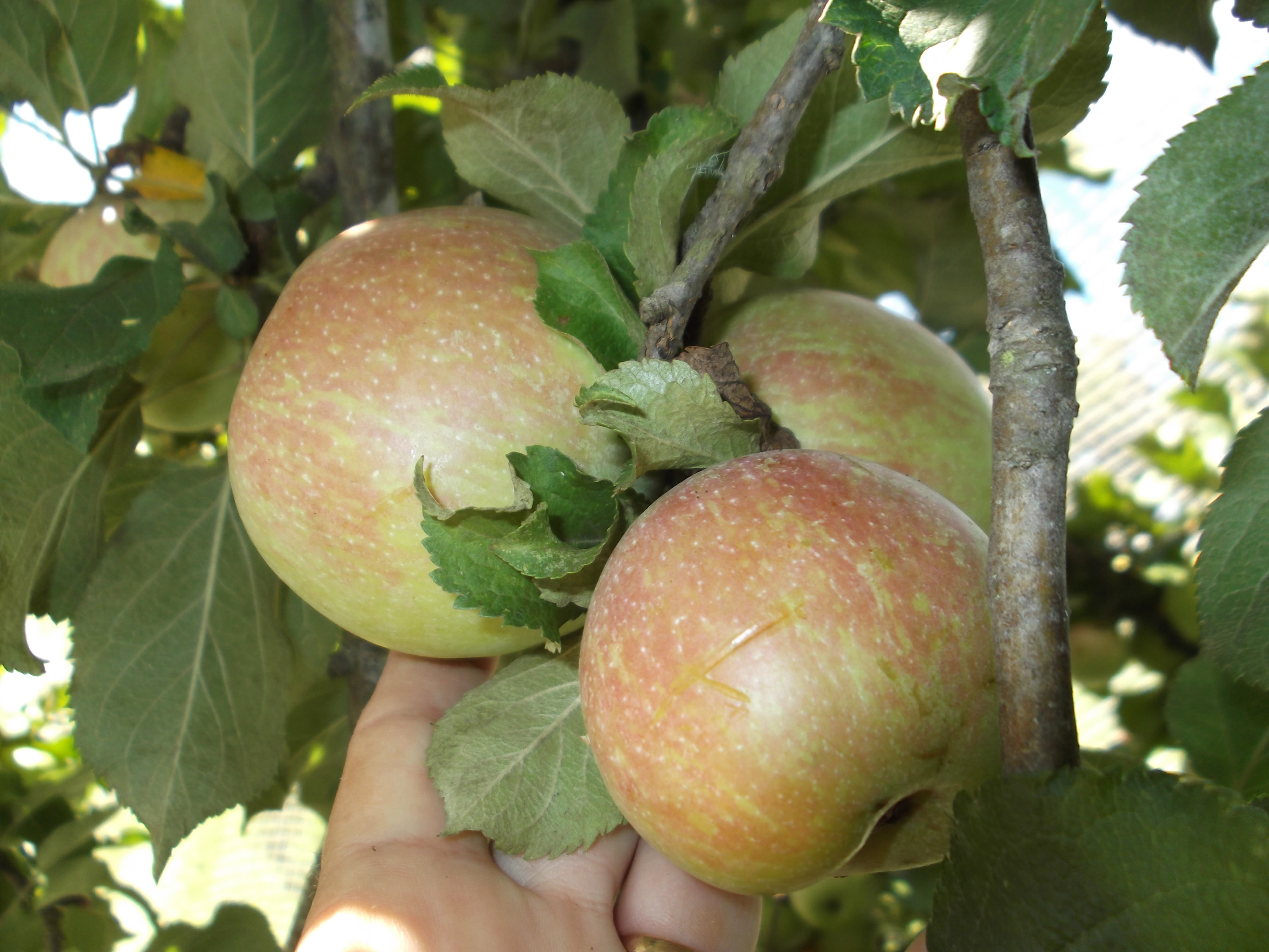 give-new-life-to-old-apple-