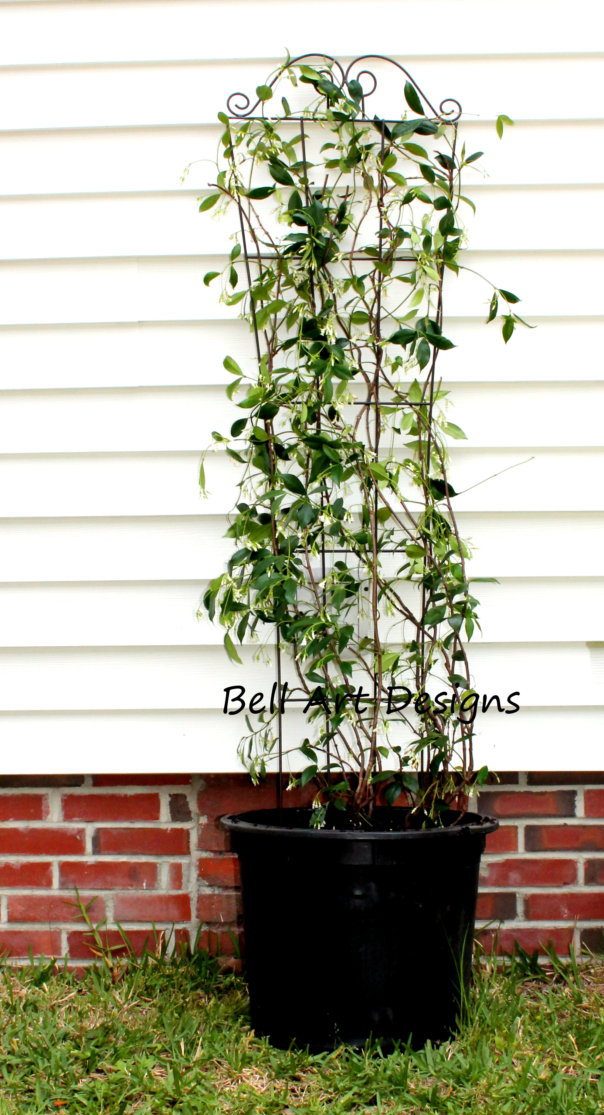 Star jasmine in pots discount