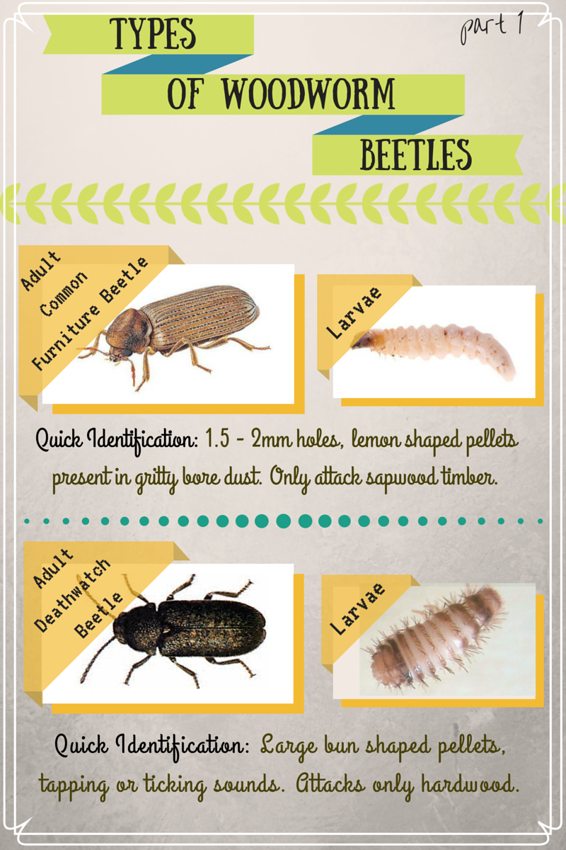 Wood bugs discount