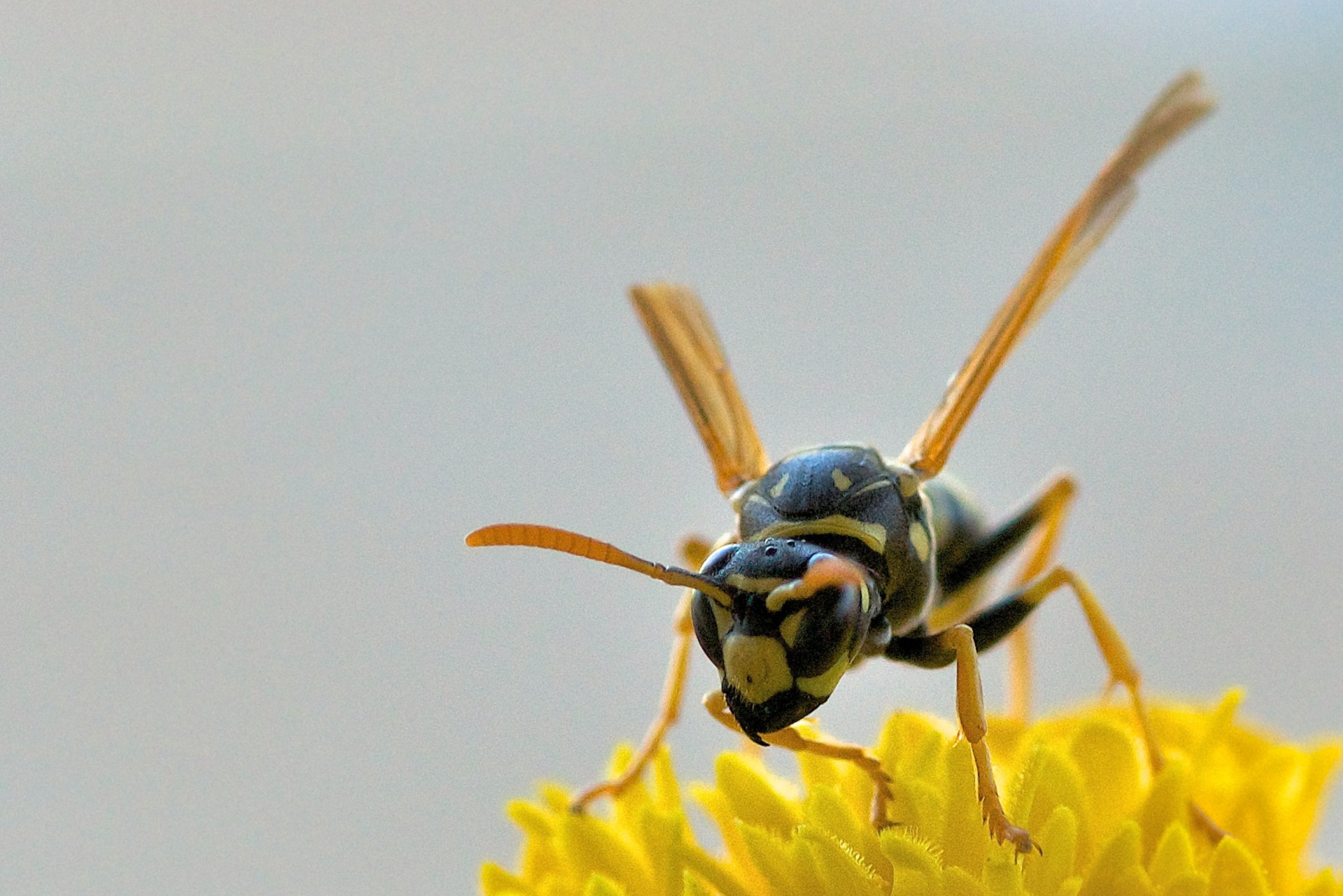 Yellow Ringed Bee What Kind Of Bee Is Big Black And Yellow
