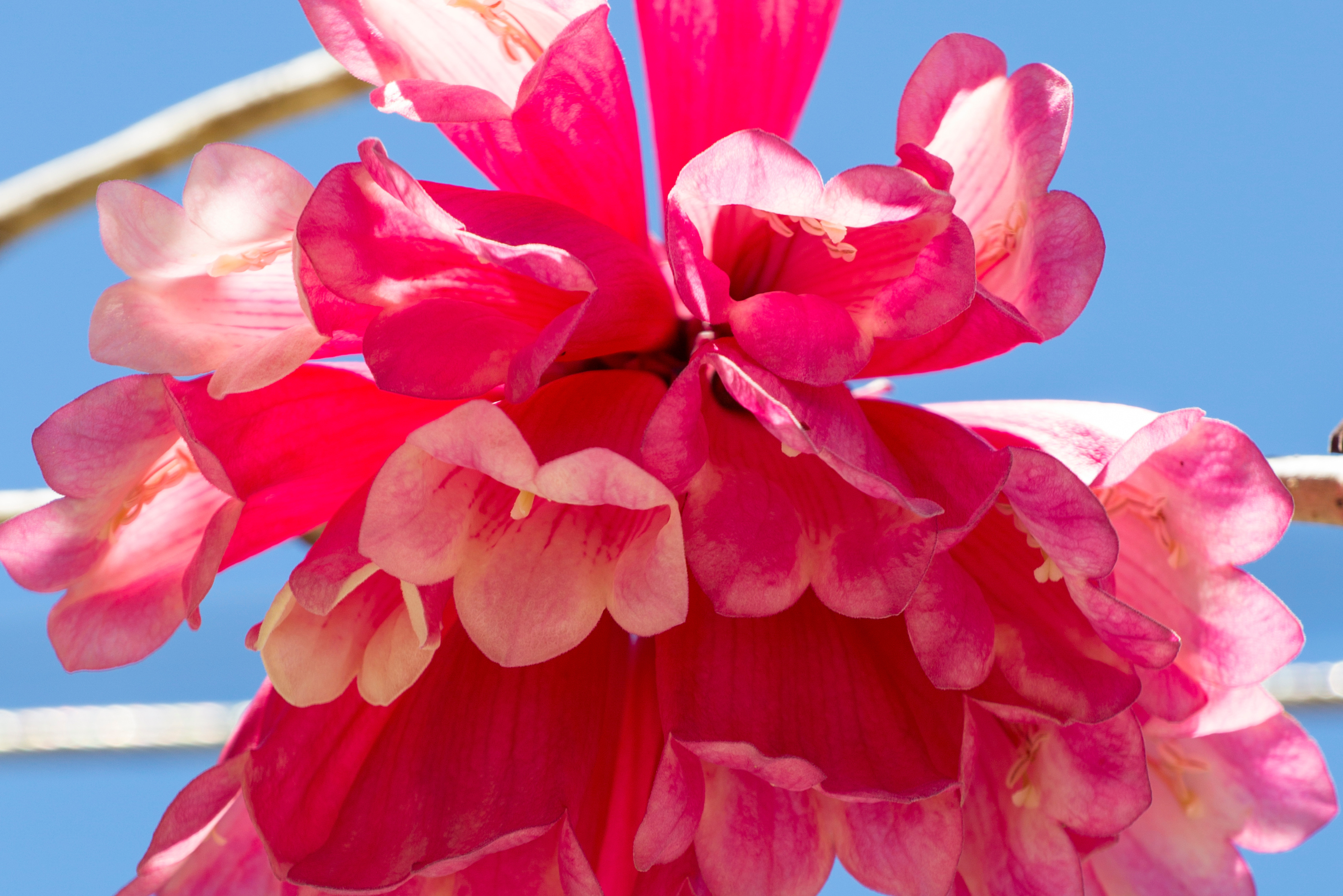 Australian Native Plant Profile: Fraser Island Creeper (Tecomanthe