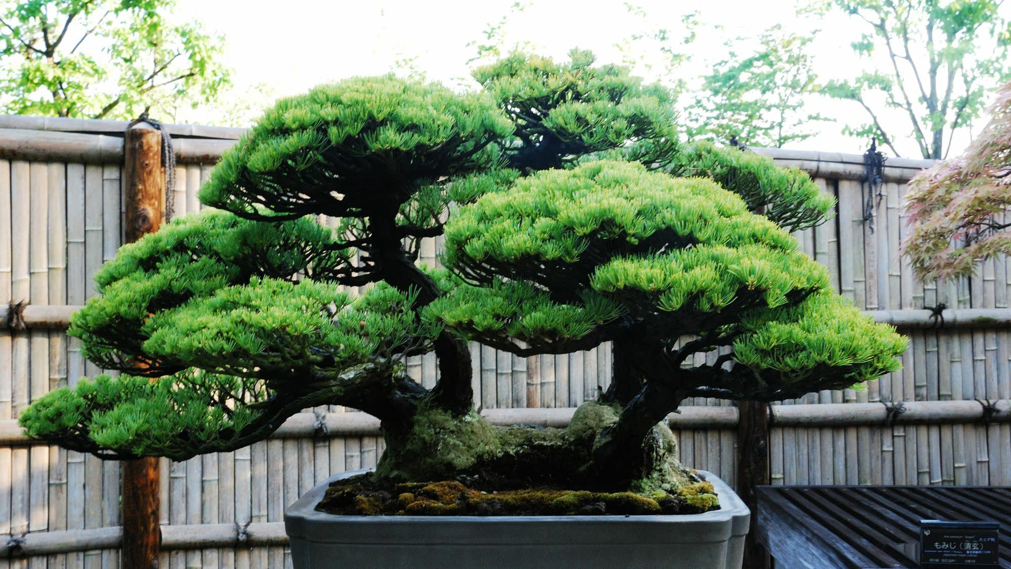 How to Make Bonsai Soil at Home: Expert DIY Guide