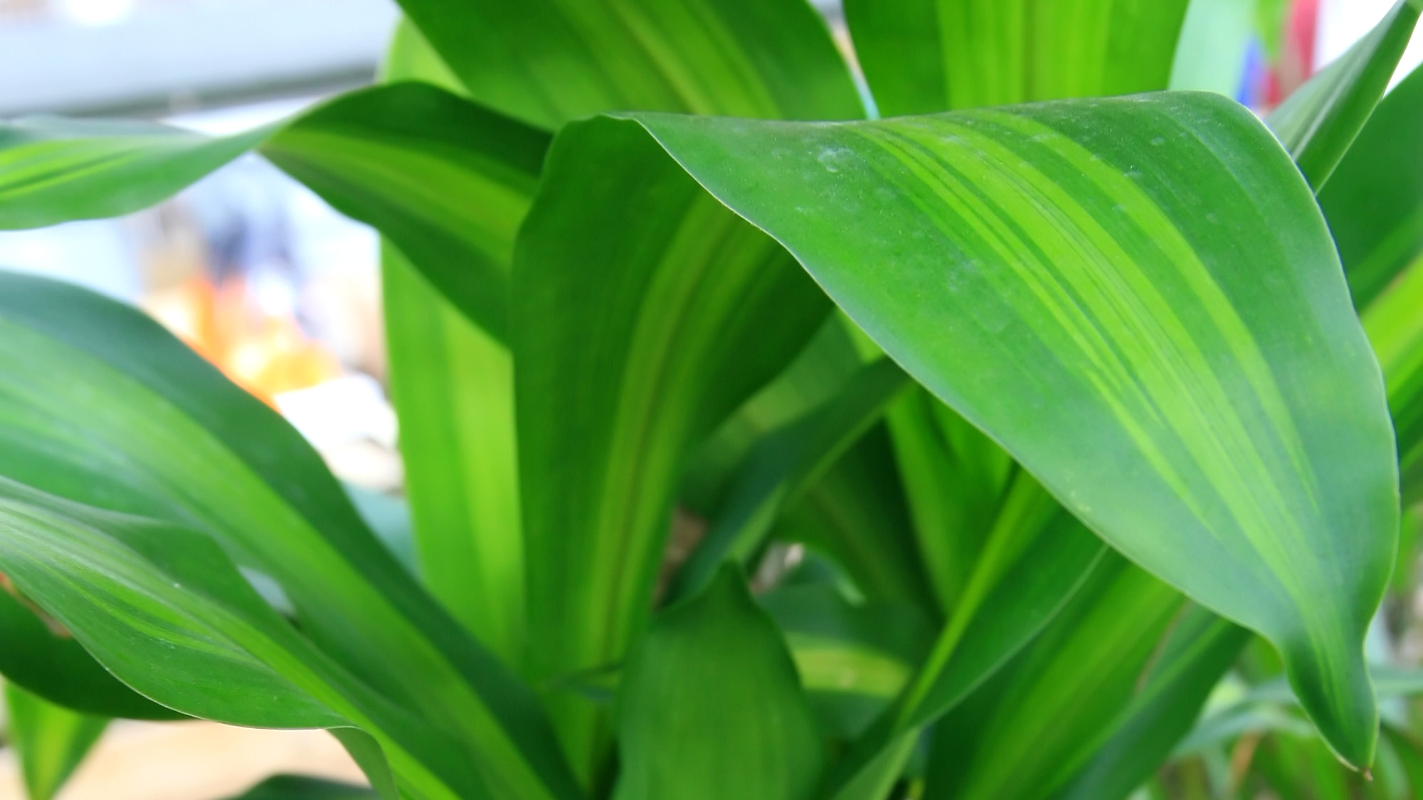 XL 3-4 ft Dracaena Fragrans - D. Massangeana Corn Plant-easy care , low light , low water-Dracaena ‘Mona Lisa’, 10” buy pot - Staggered height