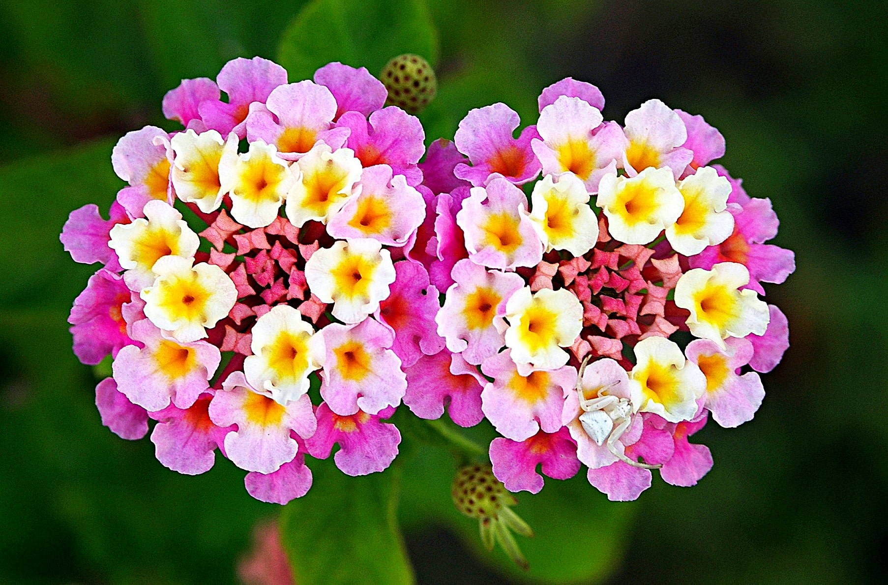 Facts About the Lantana Flower - Dengarden