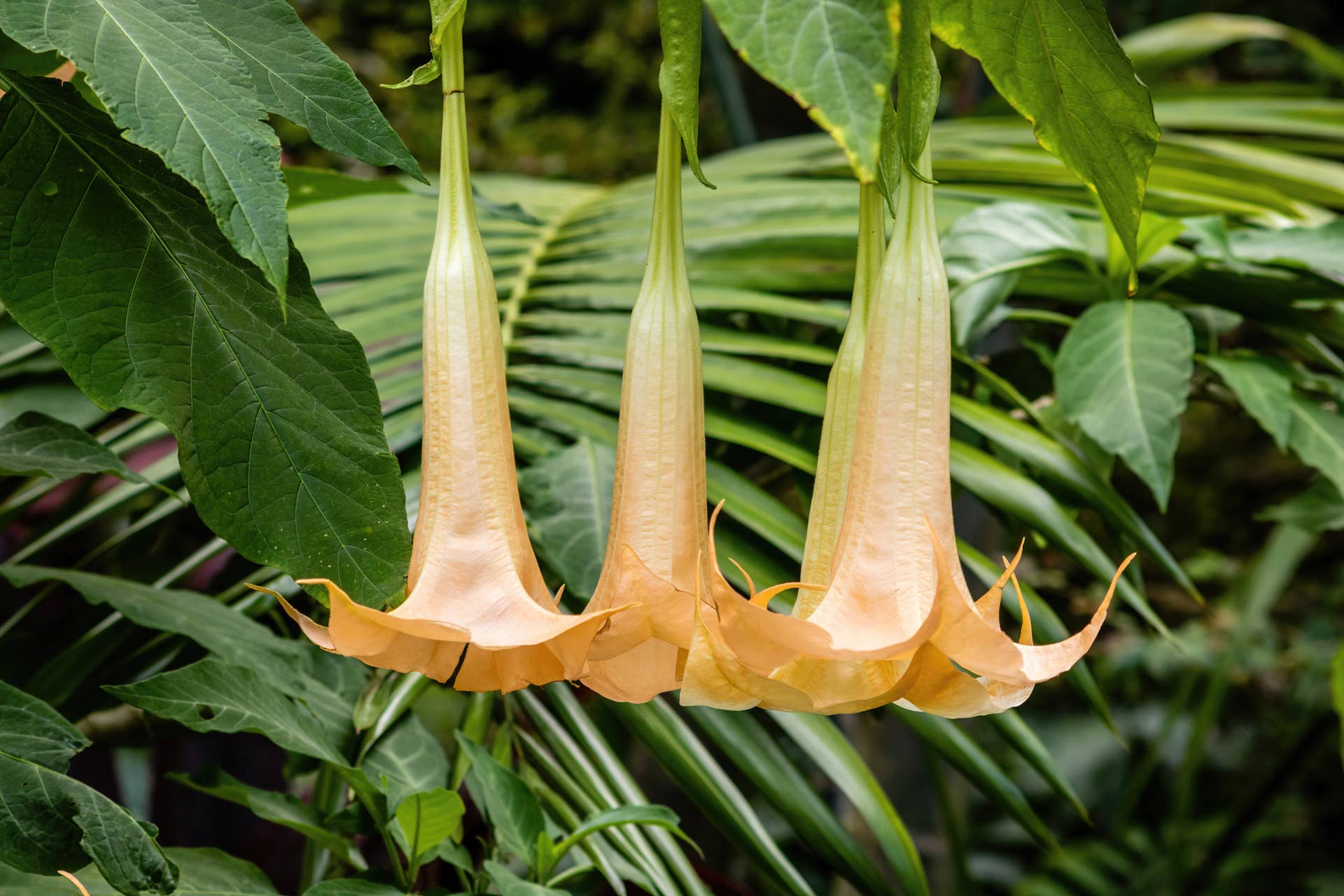 10 Flowers that Bloom at Night - Dengarden