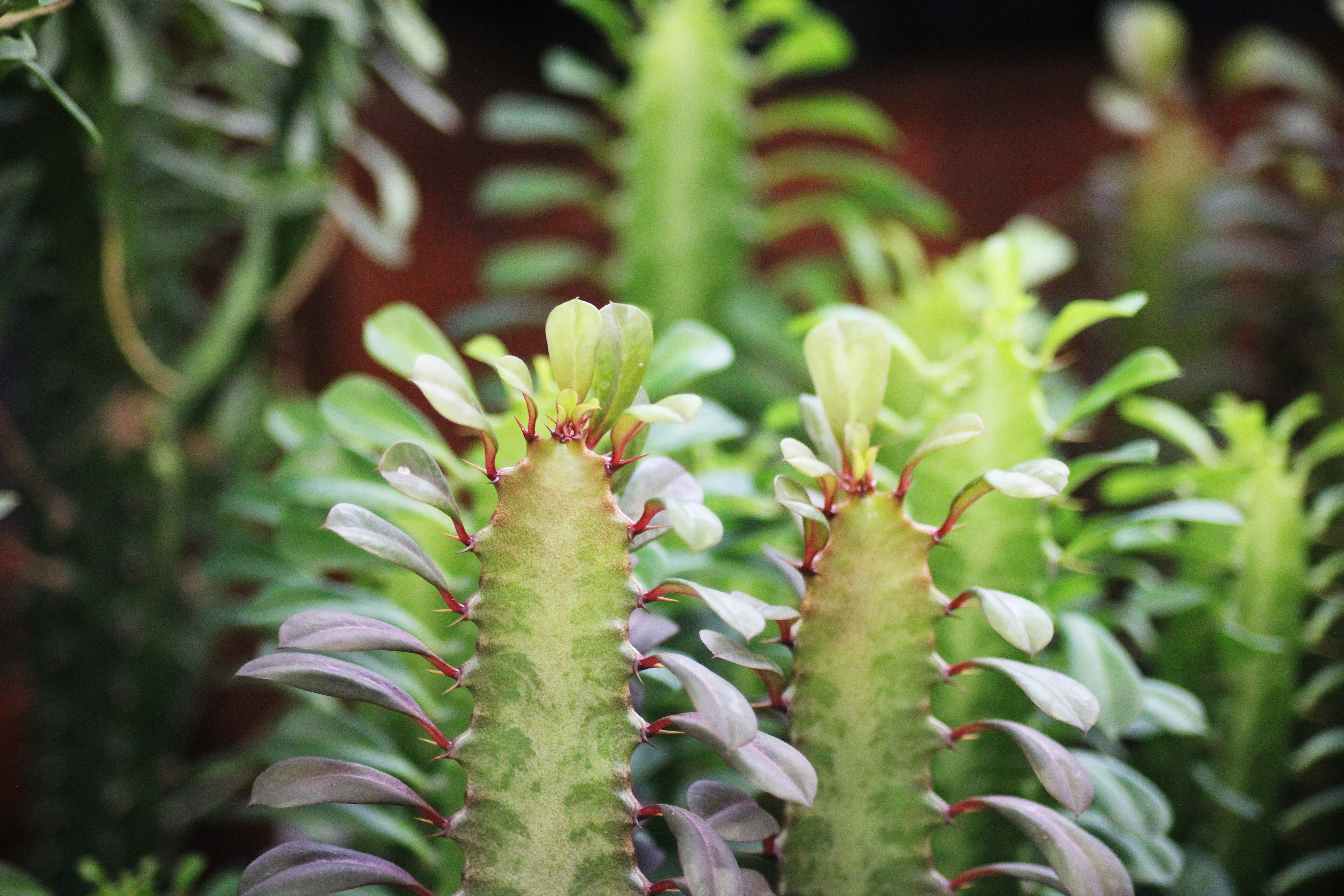 Euphorbia trigona - succulent plant, image size:5184x3456
