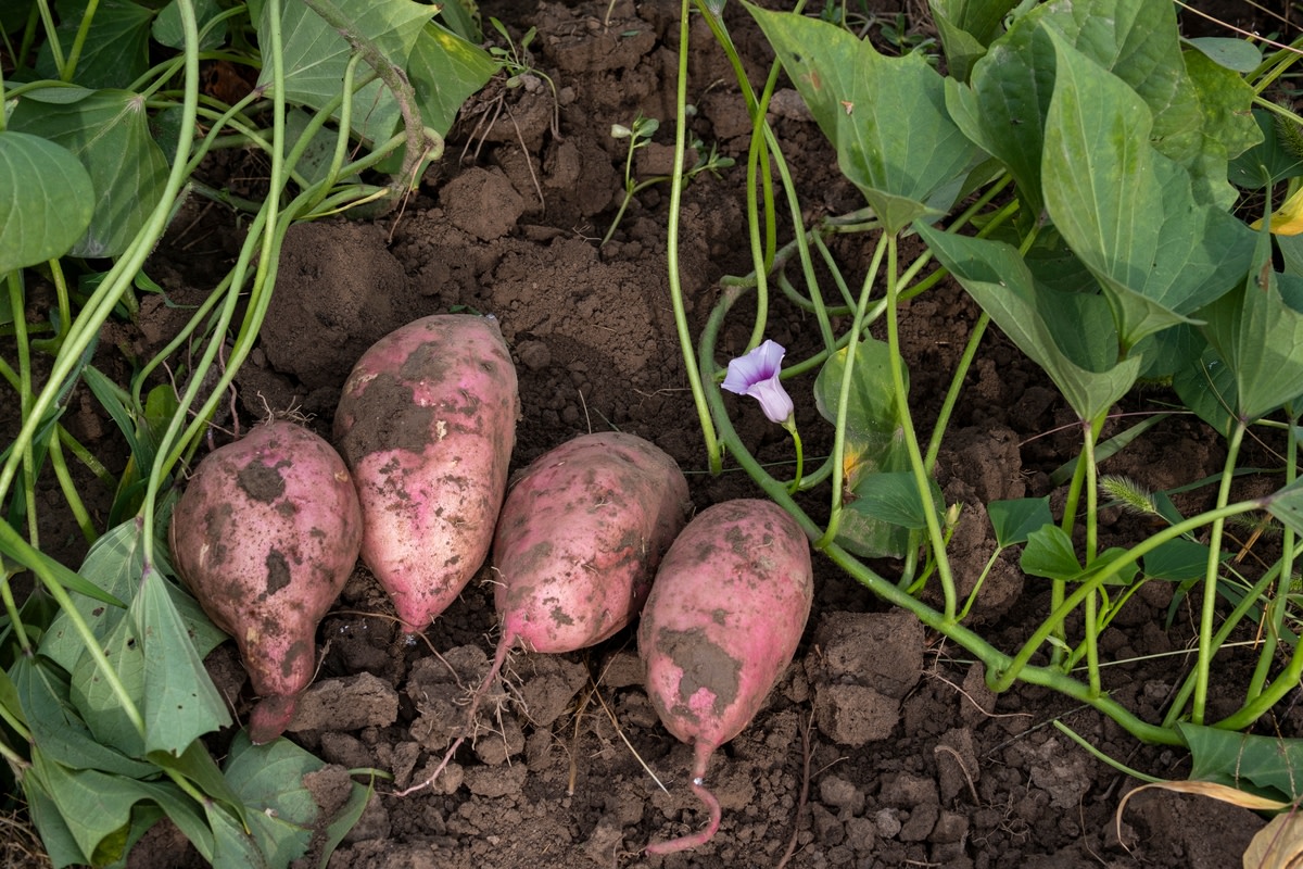 Grow Your Own Sweet Potato Harvest in Your Backyard With This Simple How-To  - Dengarden, image size:1200x800