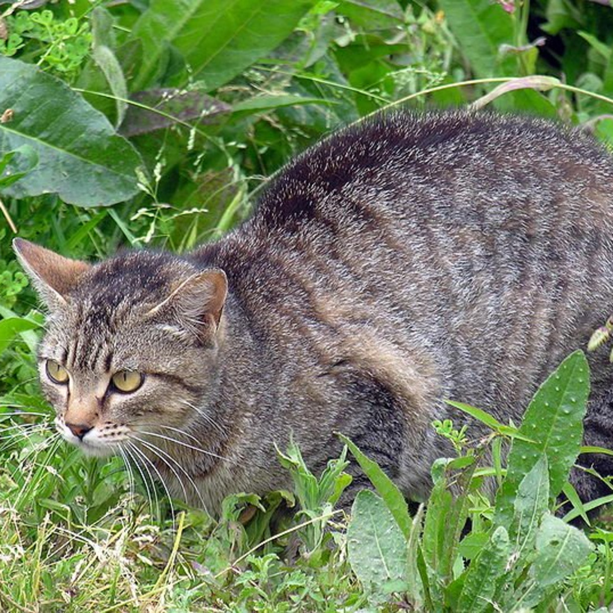 best cat repellent for yards
