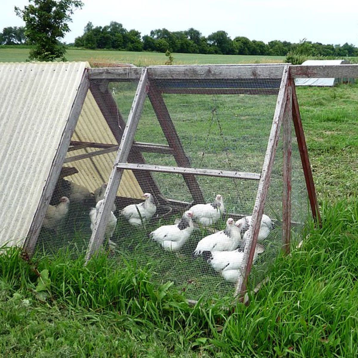 Free-Range Chickens: Chicken Tractors, Raising Chickens, and Collecting  Eggs - Dengarden, image size:1200x1200