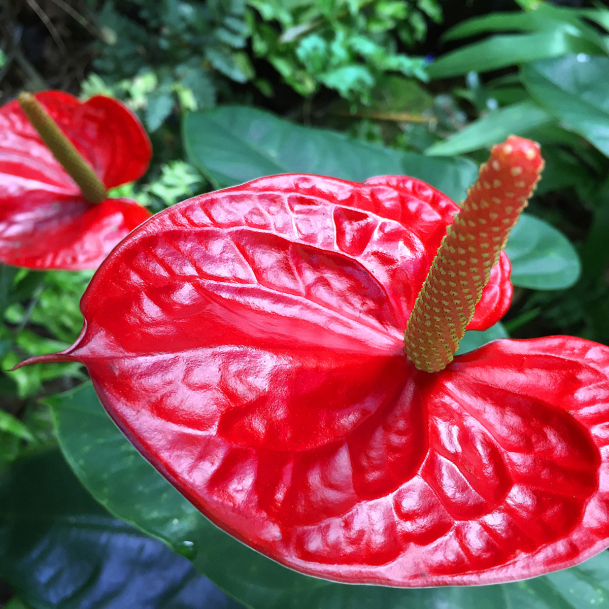 Gorgeous Red Tropical Flowers to Bring Passion to Your Garden - Dengarden, image size:1200x1200