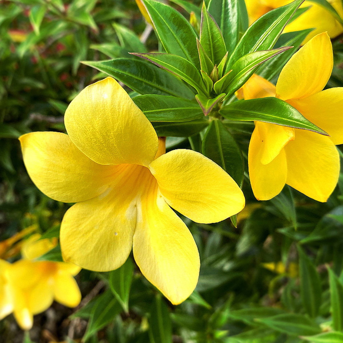 Spectacular Yellow Tropical Flowers for Your Garden - Dengarden