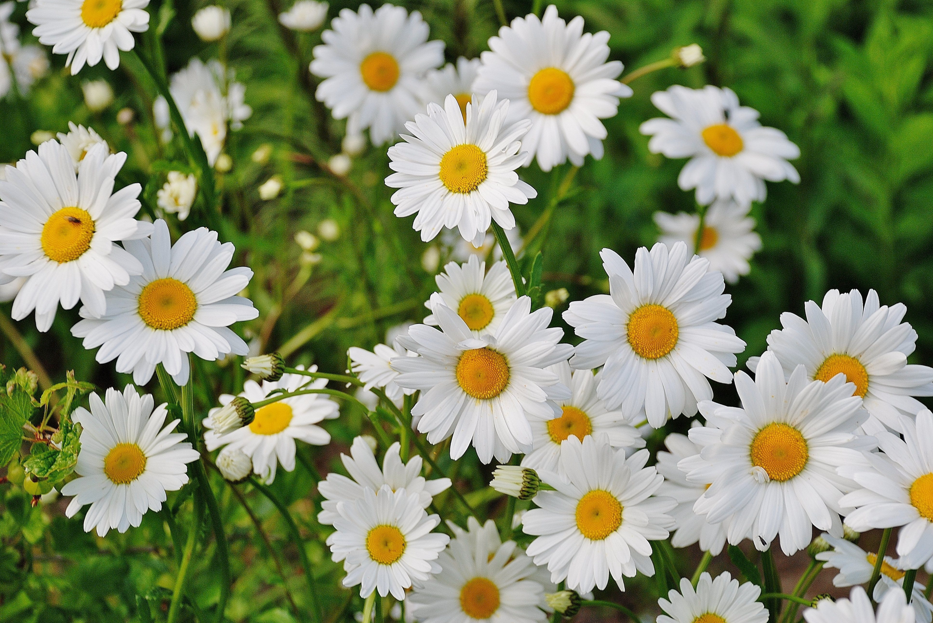 flower daisy images