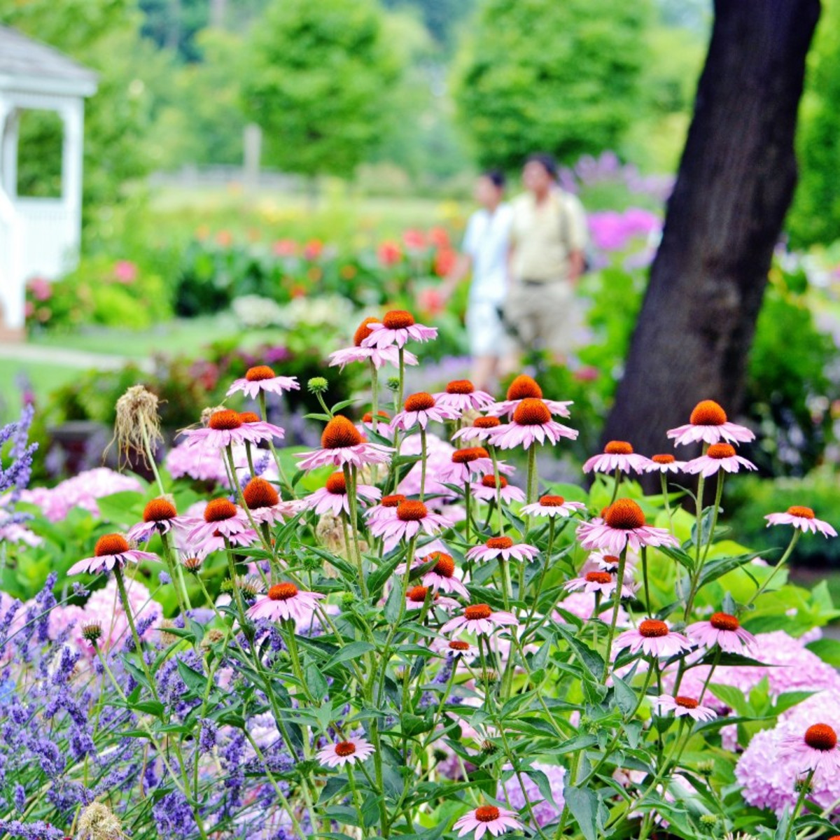 June Is Perennial Planting Month — Sunnyside Nursery, image size:1200x1200