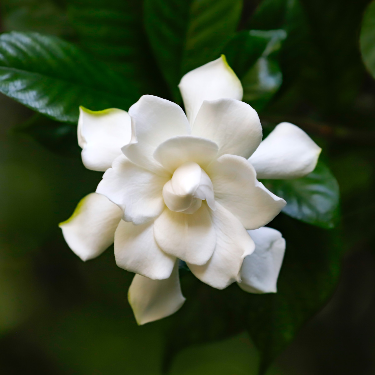 Types of White Flowers With Names and Pictures - Dengarden, image size:1200x1200