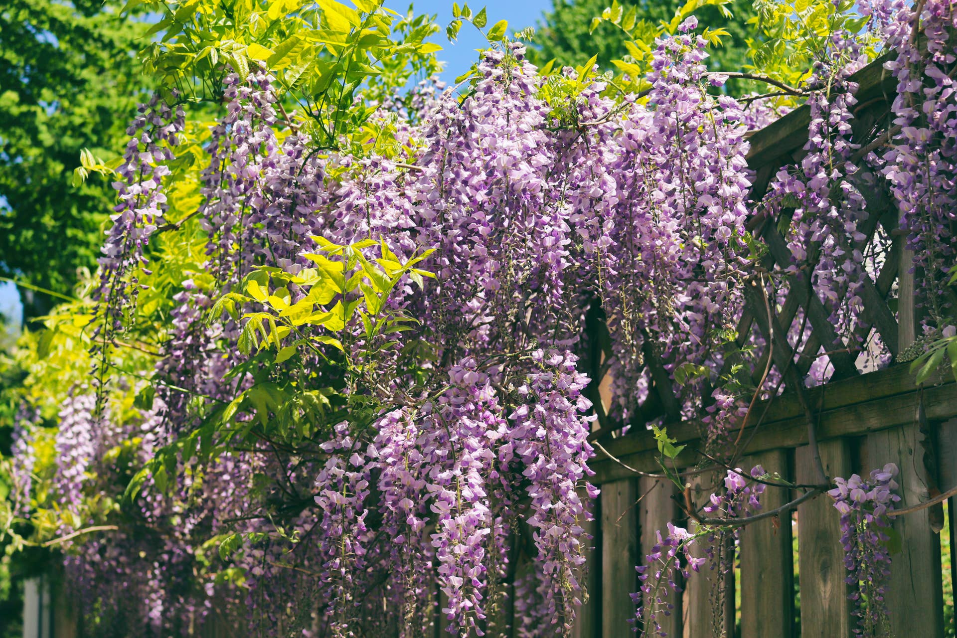 How to Grow and Care for Wisterias - Dengarden