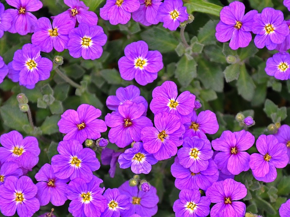 How to Plant and Grow Hardy Perennial Geraniums - Dengarden, image size:1200x900
