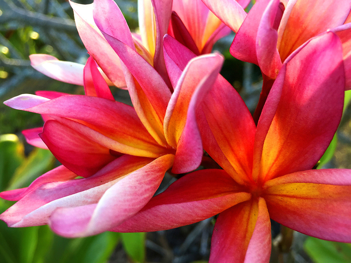 14 Easy-to-Grow Fragrant Tropical Flowers - Dengarden, image size:1200x900