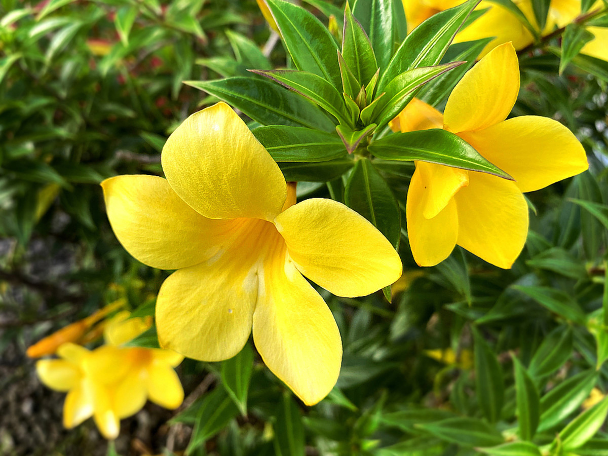 The Most Gorgeous Yellow Tropical Flower for Your Garden - Dengarden, image size:1200x900