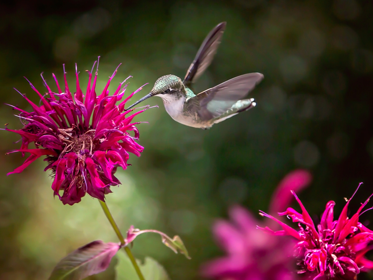 Deer Resistant Plants - The Farm Girl Gabs®, image size:1200x900