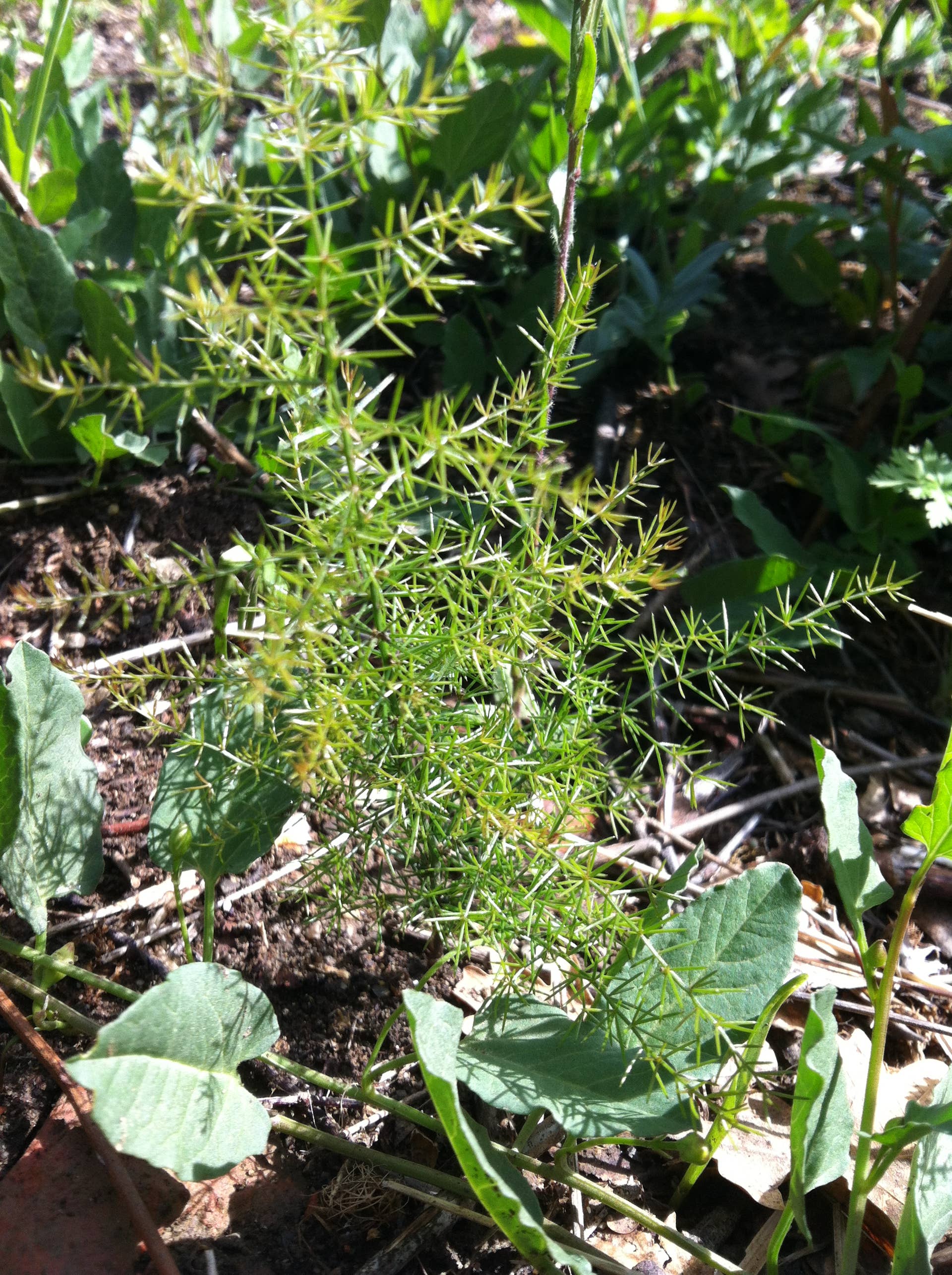 How to Plant and Grow Wild Asparagus - Dengarden