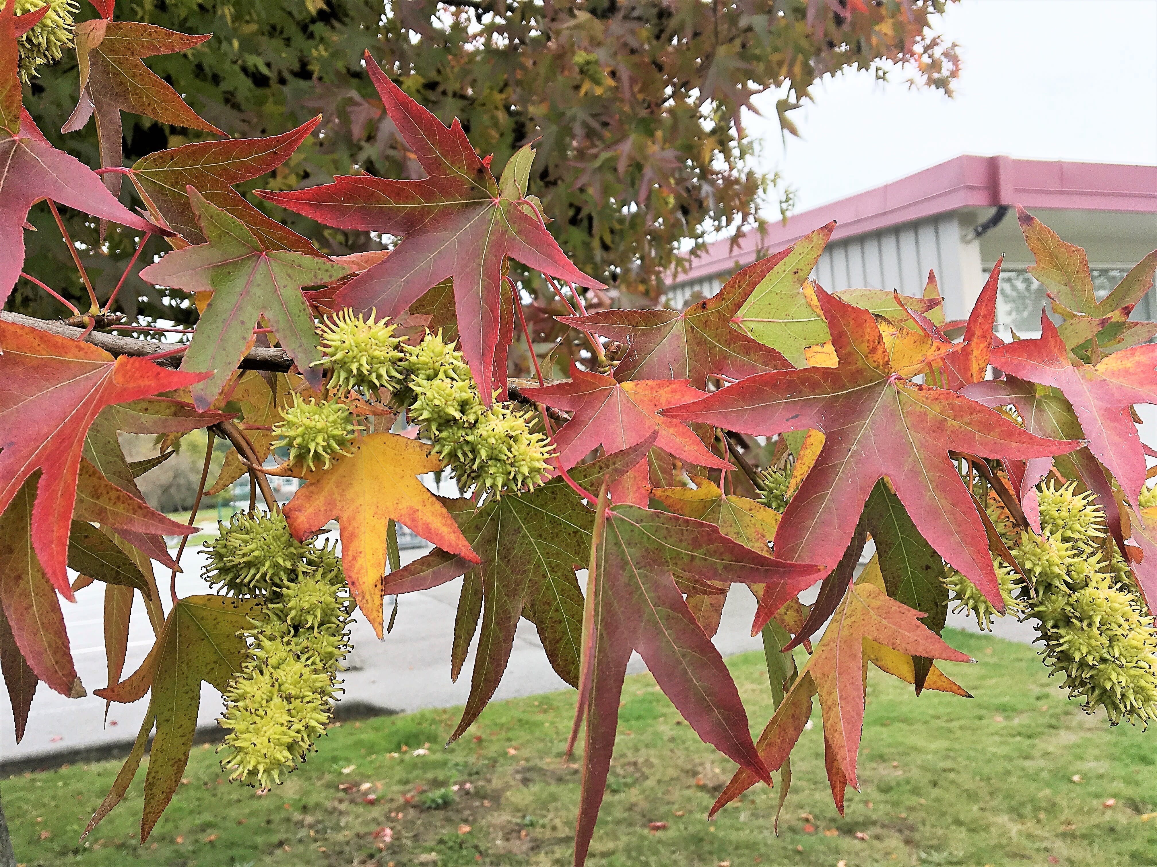 American Sweet Gum Tree: An Attractive Plant With Spiky Fruits - Dengarden
