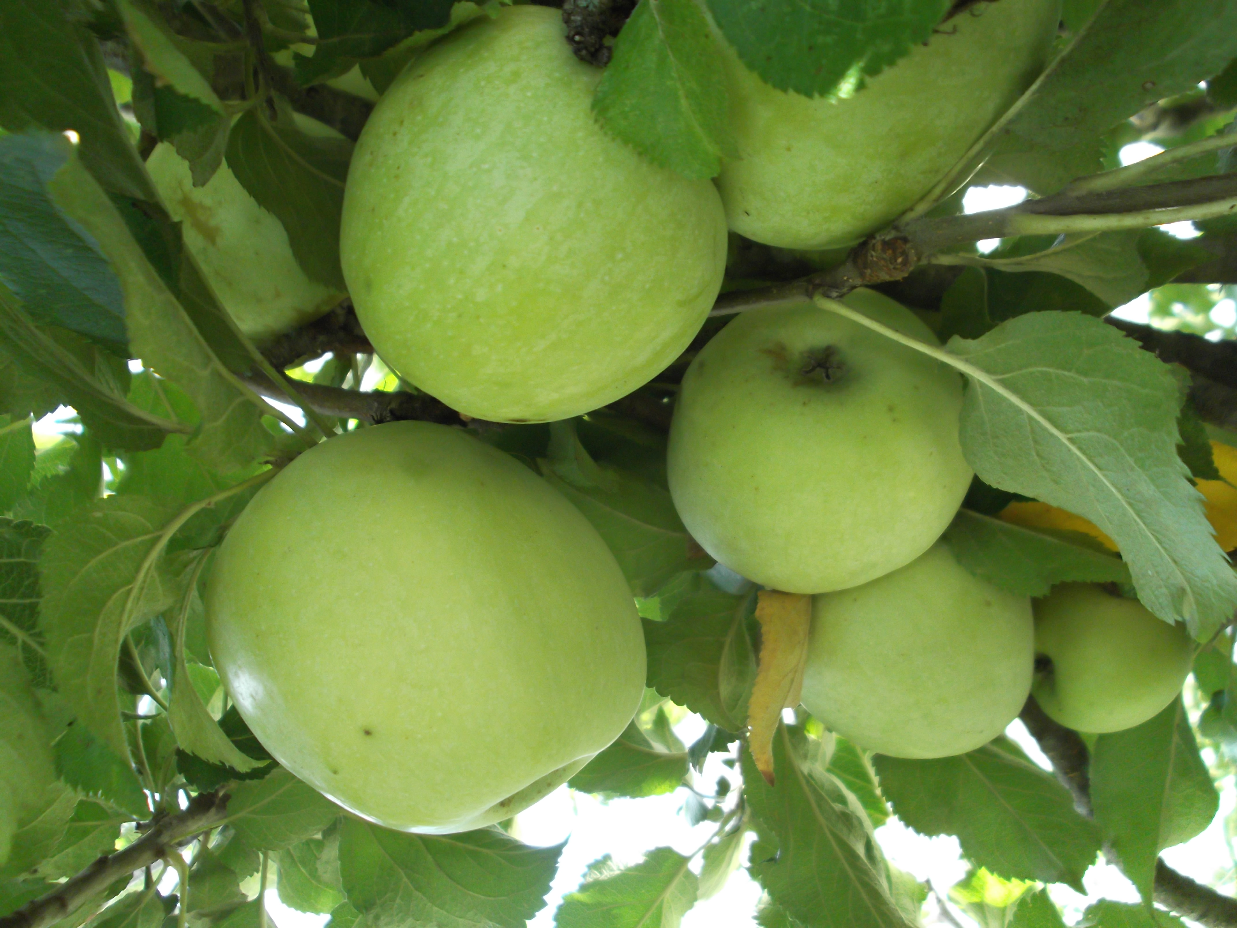 give-new-life-to-old-apple-