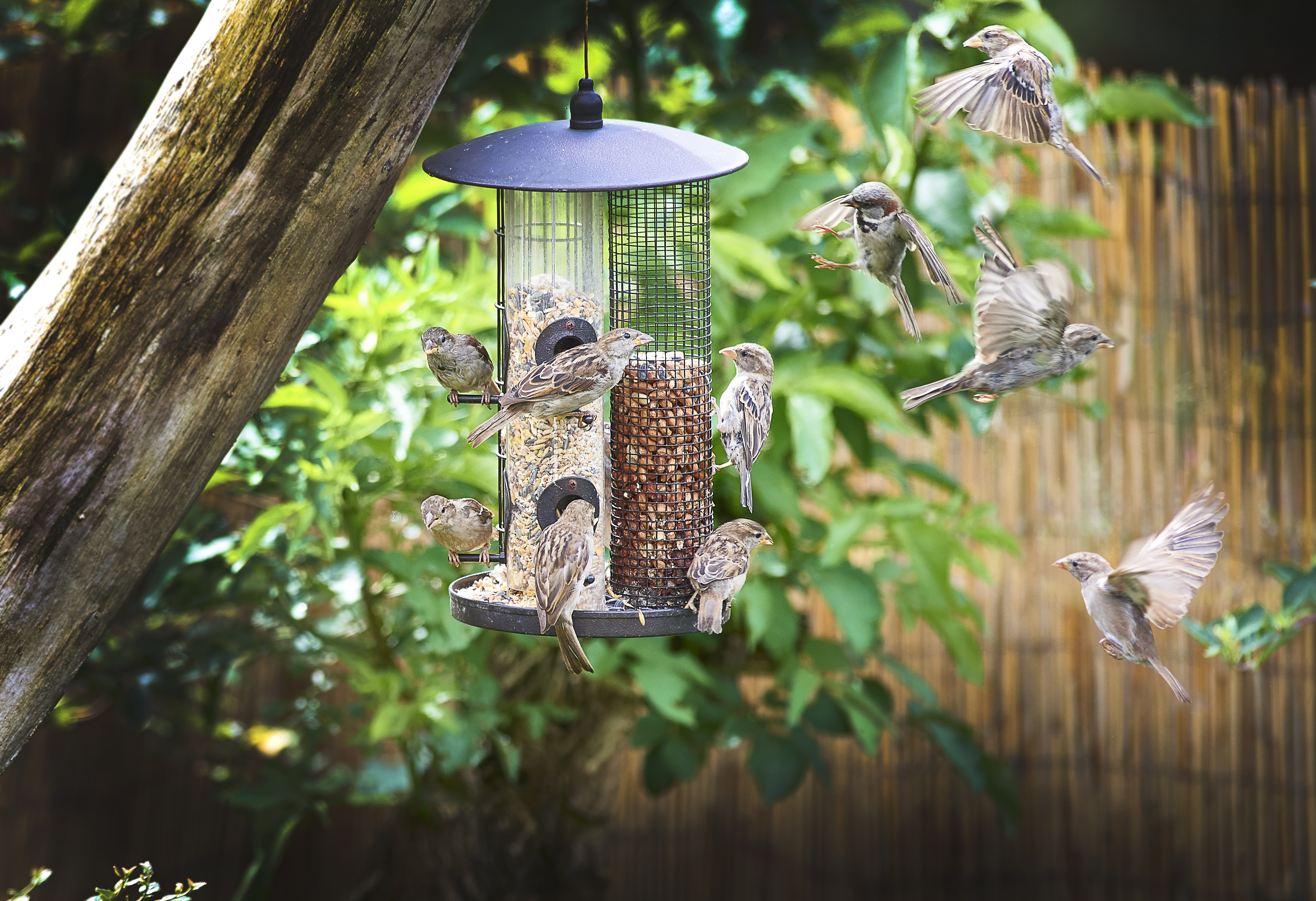 When Should You Take down Bird Feeders: Essential Seasonal Guide