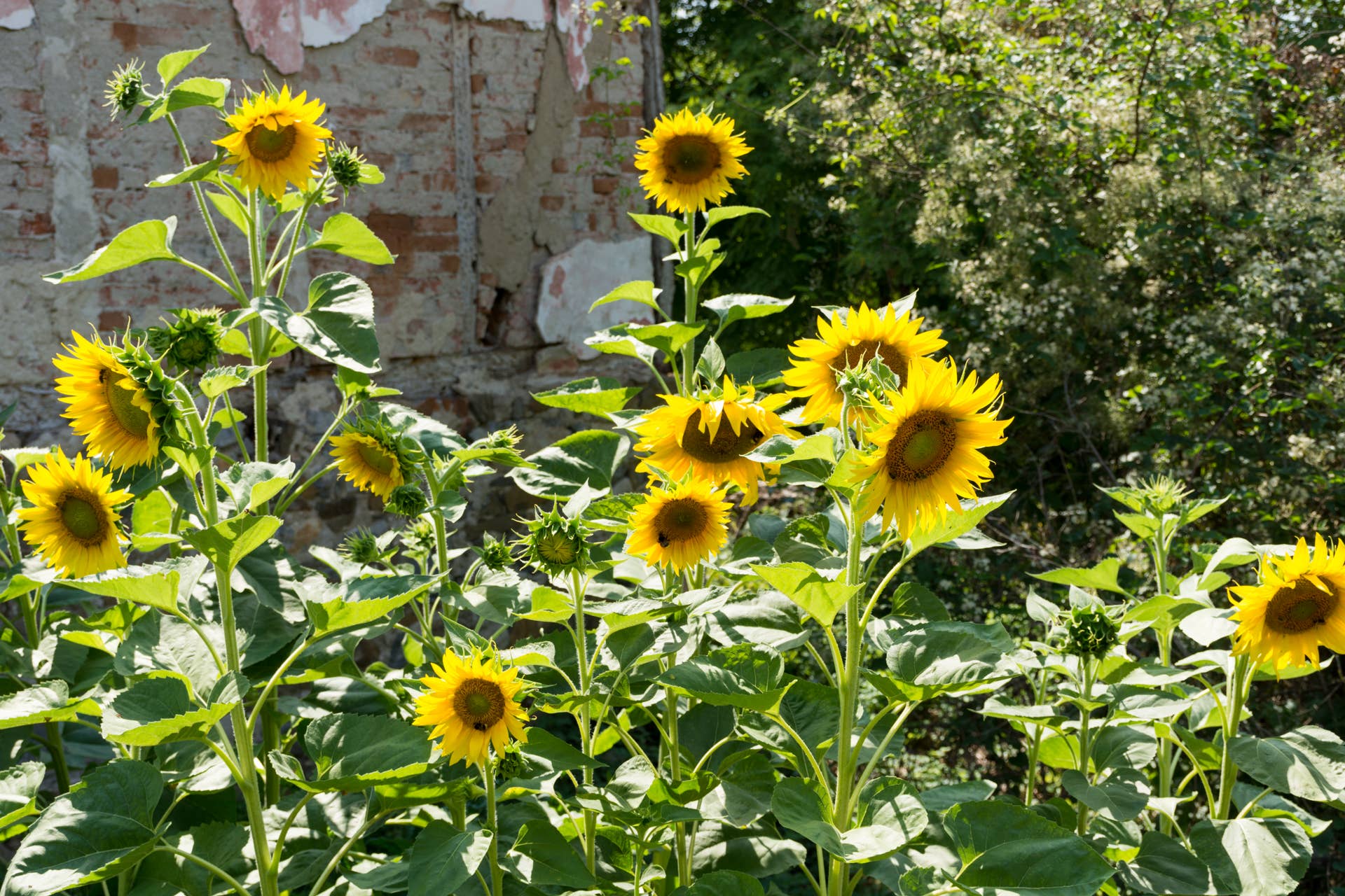 Will Sunflower Bird Seed Grow If Planted: Ultimate Growth Guide