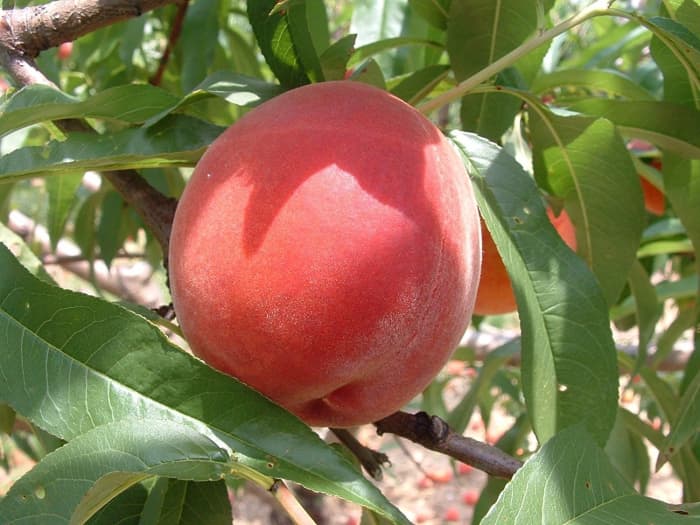 The Damage That Peach Leaf Curl Can Do to Your Peach Trees! Dengarden