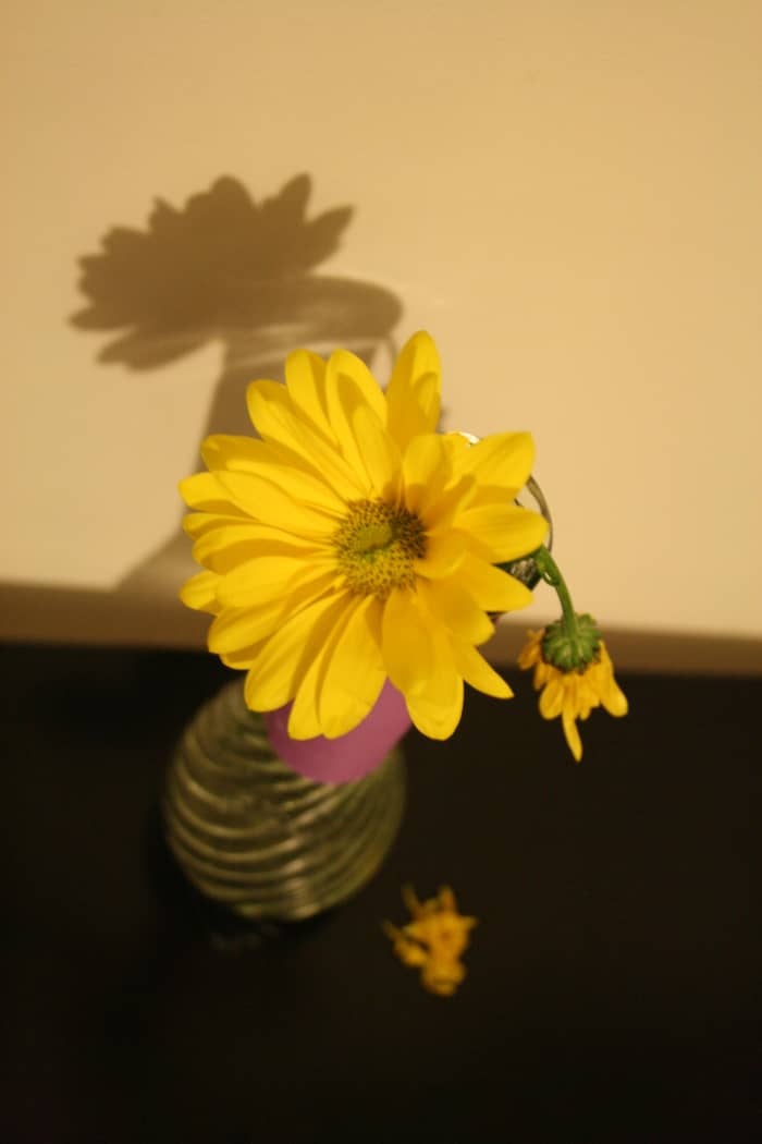 How to Prevent Bad Odors From the Standing Water in a Flower Vase