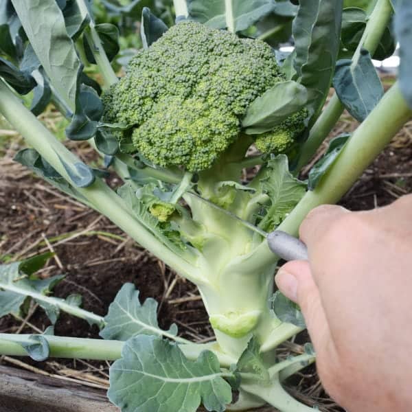 A Complete Guide to Growing Broccoli Dengarden