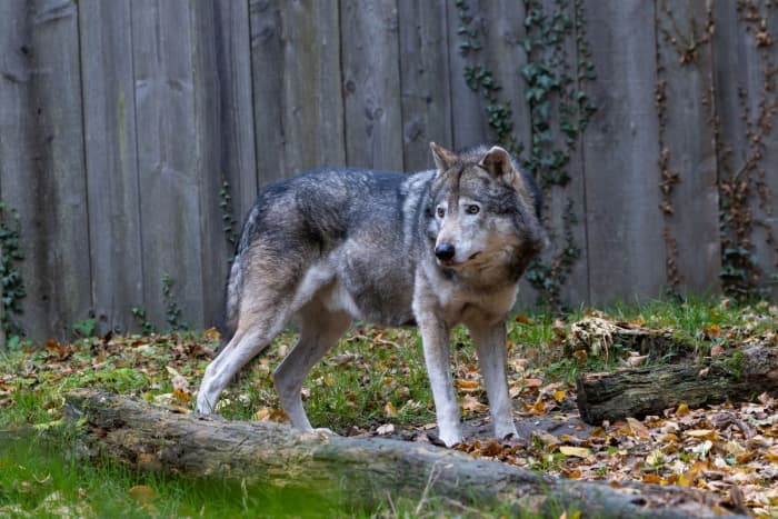 10 Smells Squirrels, Chipmunks, and Other Garden Critters Hate