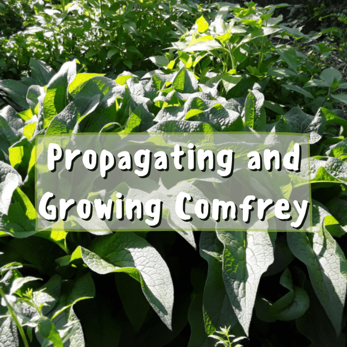 How to Propagate and Grow Comfrey: Easy and Rewarding - Dengarden