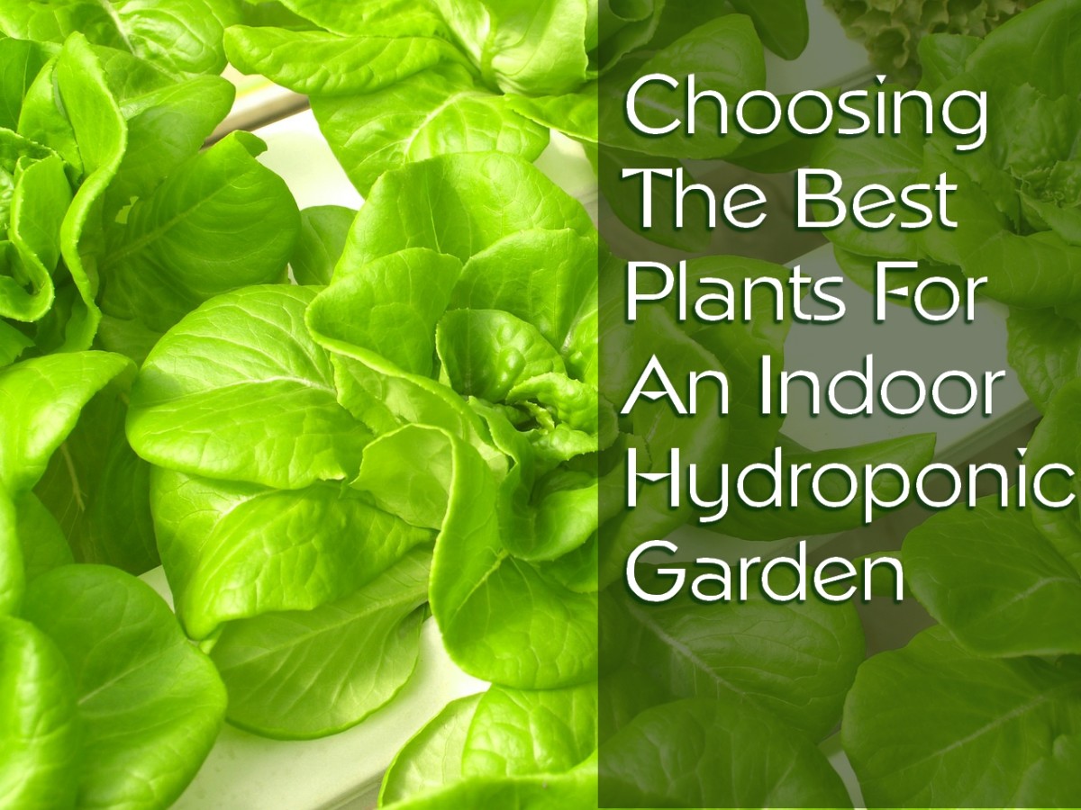 25 of the Best Plants for Indoor Hydroponic Gardens Dengarden