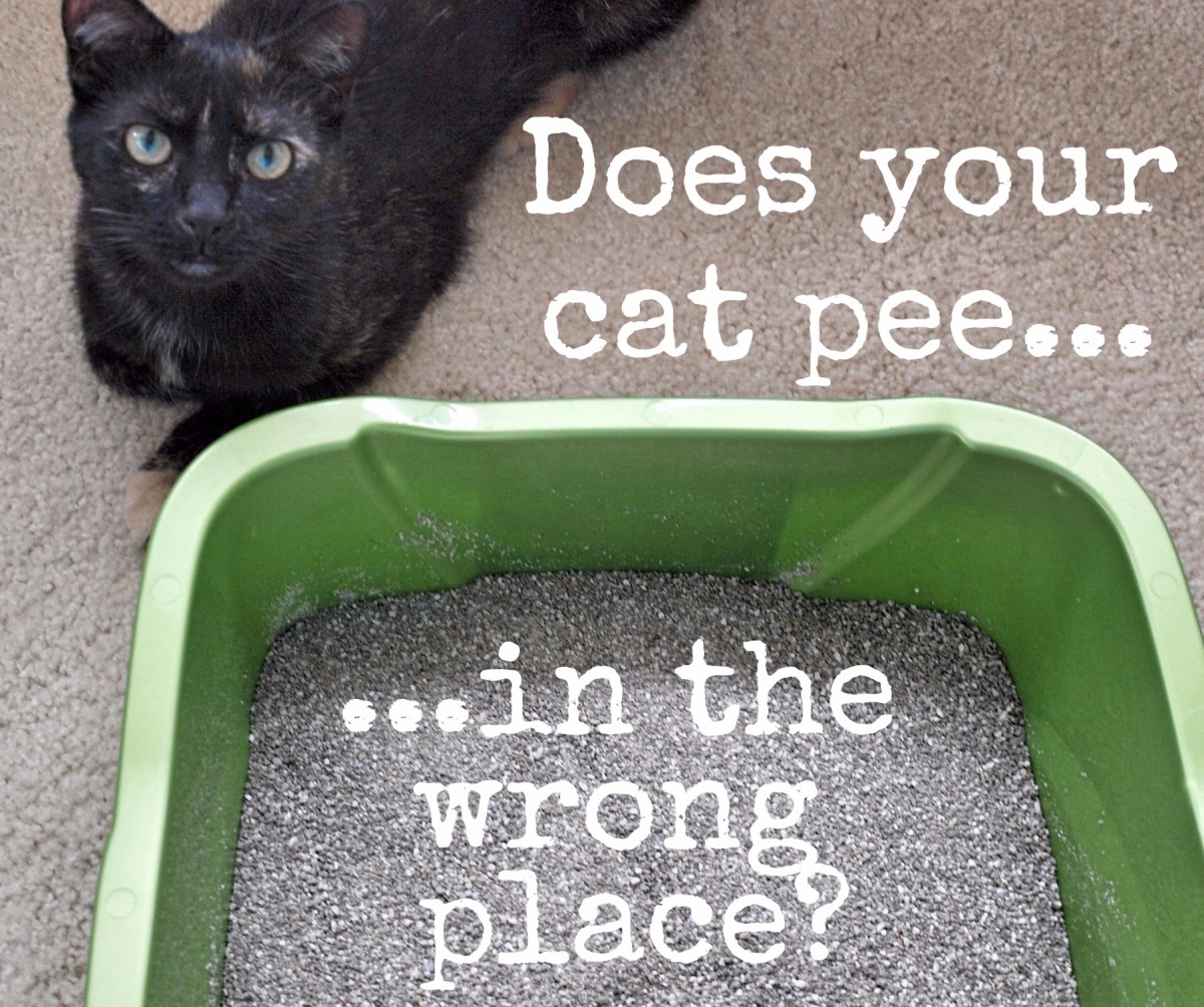 Remove cat urine smell shops from carpet