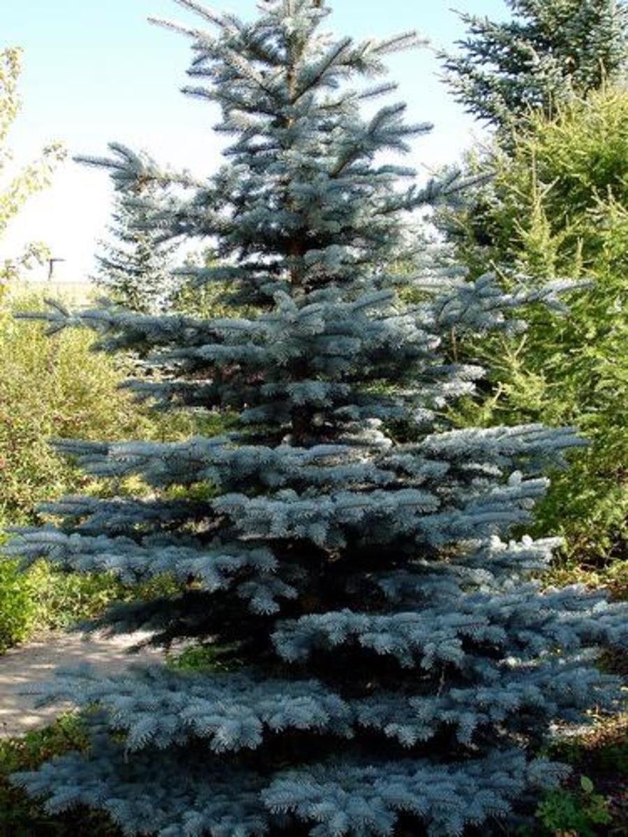 Why Not to "Limb Up" Evergreen Trees Dengarden