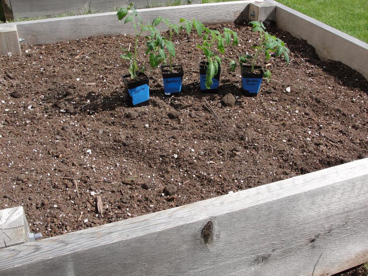 How To Amend Raised Bed Garden Soil Dengarden How To Amend Raised Bed Garden Soil Dengarden