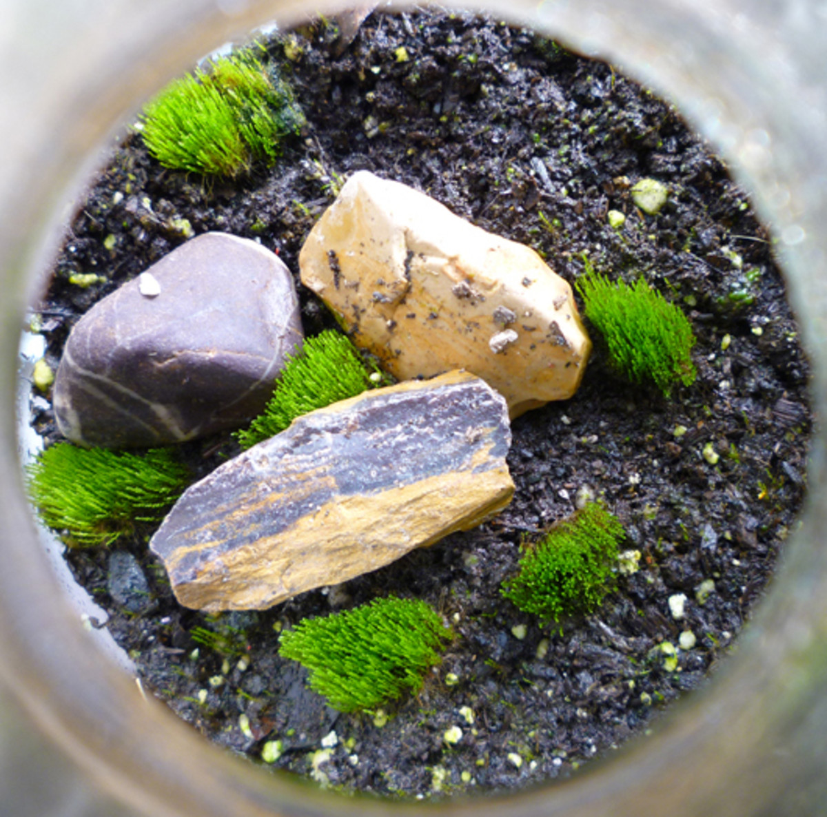 How To Make A Terrarium In A Jar Dengarden 5643