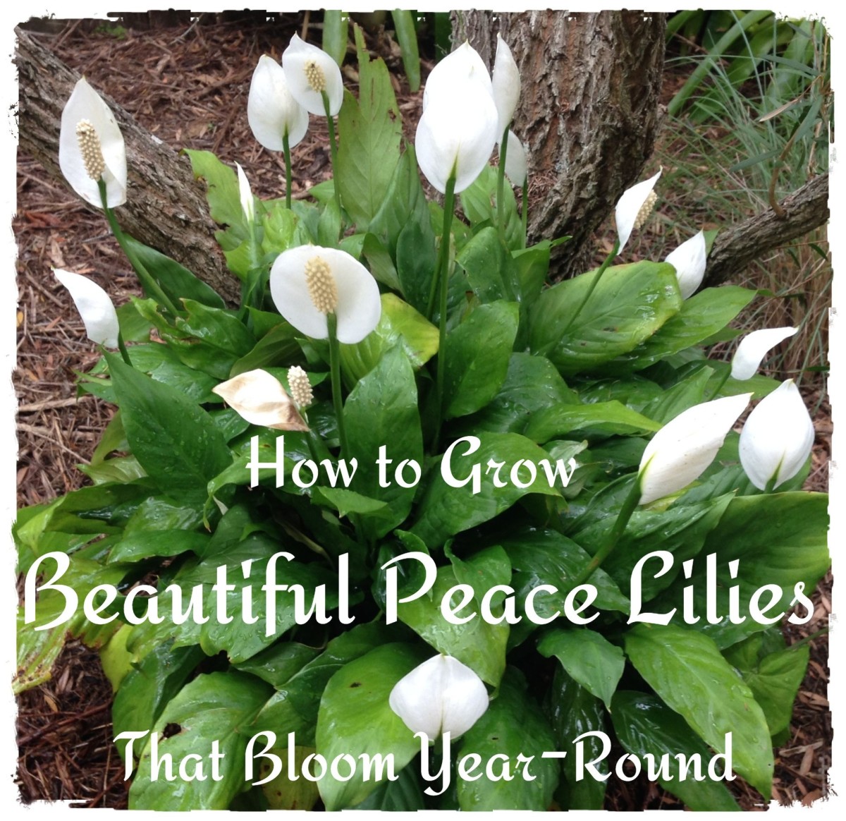 How to Take Care of a Peace Lily Dengarden