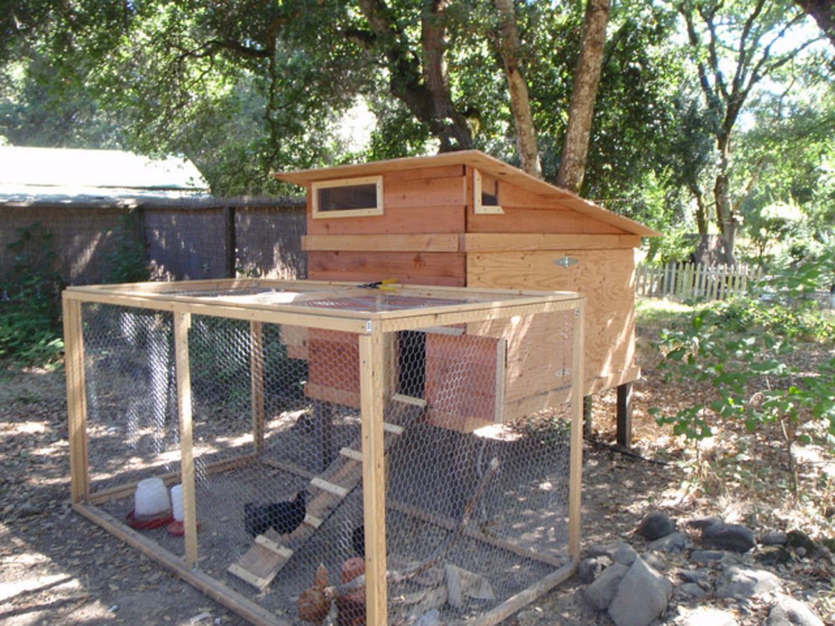 How to Plan a Backyard Chicken House DIY Coops and Accessories Dengarden