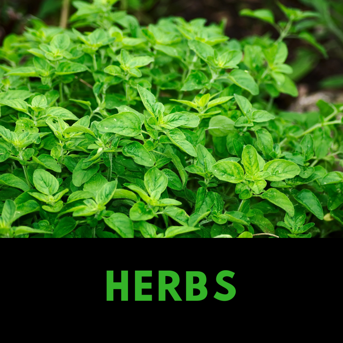 25 of the Best Plants for Indoor Hydroponic Gardens Dengarden