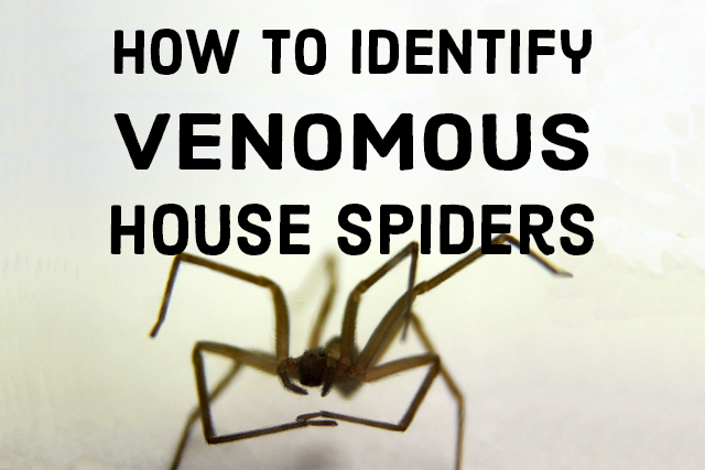 How to Identify Venomous House Spiders - Dengarden