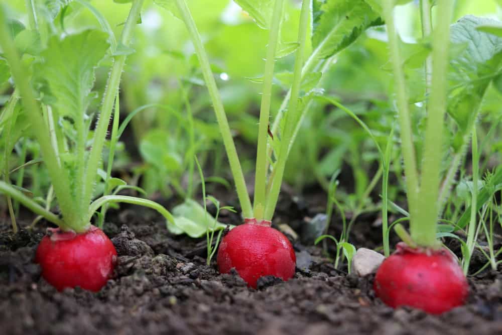 8 Easy and LowCost Veggies and Berries That Kids Can Grow Dengarden