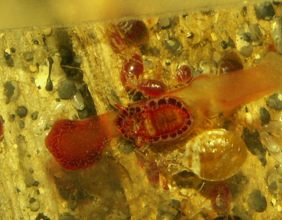 A Comprehensive Guide on How to Detect and Remove Bedbugs Dengarden