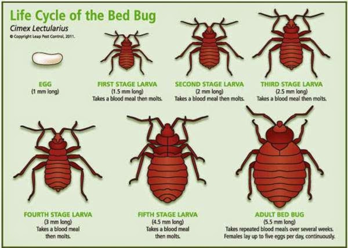A Comprehensive Guide on How to Detect and Remove Bedbugs Dengarden