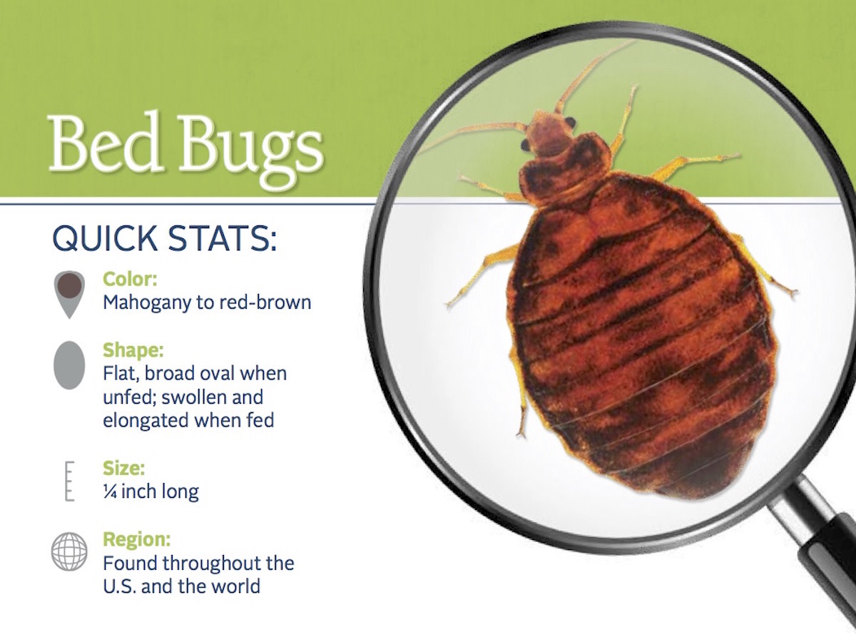 A Comprehensive Guide on How to Detect and Remove Bedbugs Dengarden