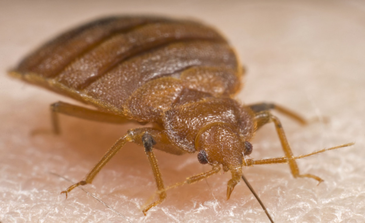A Comprehensive Guide on How to Detect and Remove Bedbugs Dengarden